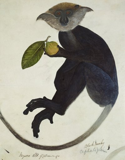 Singe noir - English School